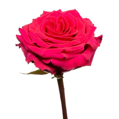 High and Magic - Rose - Esmeralda Farms Wholesale Flowers