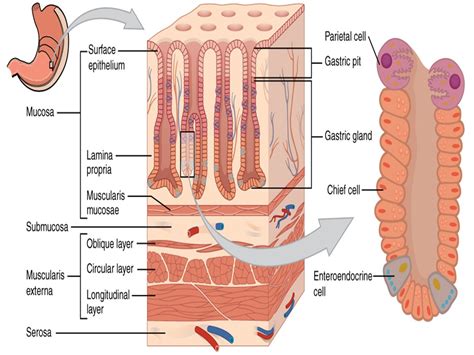 SONU ACADEMY: HUMAN DIGESTIVE SYSTEM-PART-3 TEXT