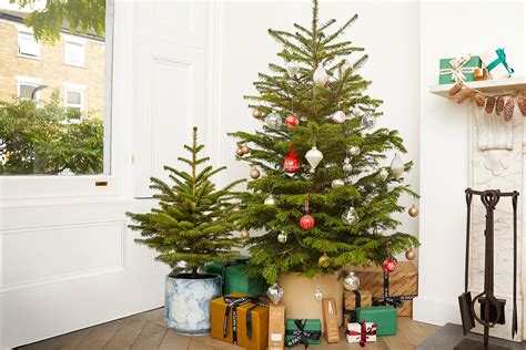 Complete Guide To Pot Grown Christmas Tree Care Patch Plants