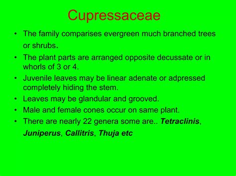 PRESENTATION OF GYMNOSPERM | PPTX