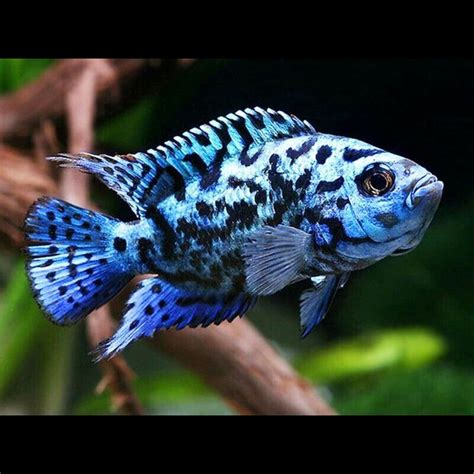 Electric Blue Jack Dempsey Cichlid (Rocio octofasciata) 4cm