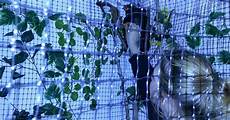 gabbia per petauro dello zucchero petauro dello zucchero sugar gliders la gabbia per gabbia per petauro dello zucchero petauro dello zucchero sugar gliders la gabbia per