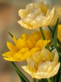 Image result for Tulips Flower Using Python