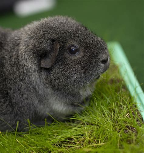 Rex Guinea Pig
