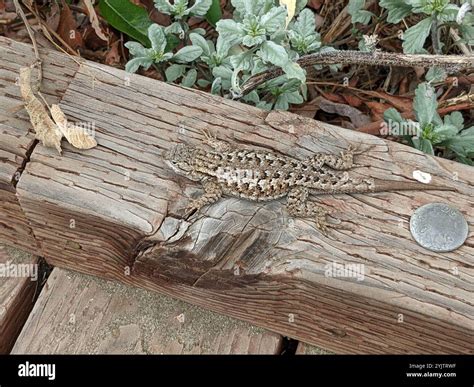 Western Fence Lizard (Sceloporus occidentalis Stock Photo - Alamy