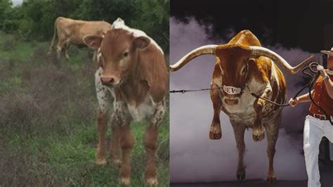 Texas Longhorns' mascot Bevo turns 10 | wfaa.com