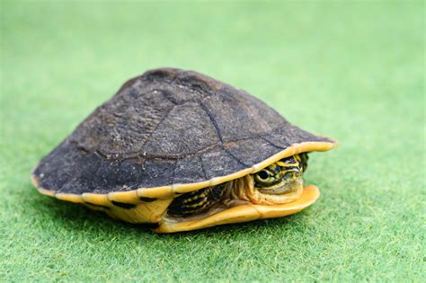 Image result for Franklin Turtle without Shell