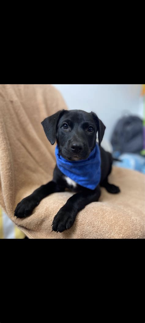 Labrador Retriever Pitbull Mix