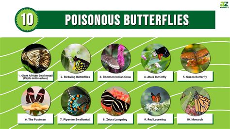 10 Poisonous Butterflies - A-Z Animals