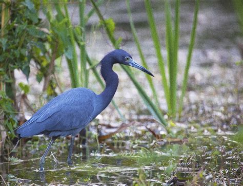 Egretta Caerulea