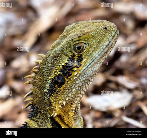 Australian Water Dragon Stock Photo - Alamy
