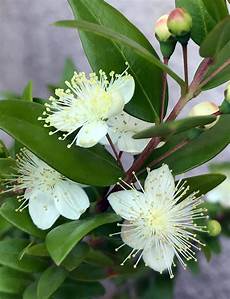fiori di mirto gran tour d italia la sardegna la pianta mirto fiori di mirto gran tour d italia la sardegna la pianta mirto