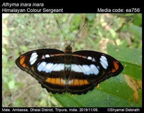 Athyma inara | Butterfly