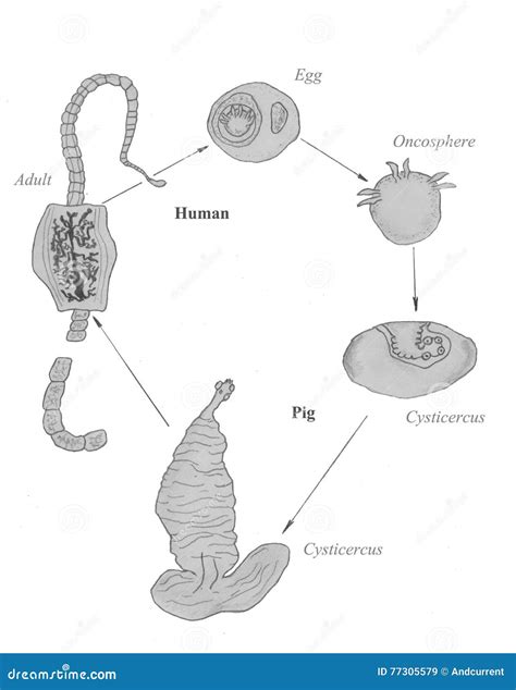Reproduction Of Tapeworm