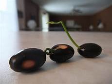 how to grow lotus from seed day lotus update how to grow lotus from seed day lotus update