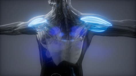 Deltoide - mapa de anatomia muscular visível | Vídeo de estoque Premium