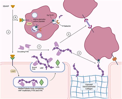 Desmopressin as a hemostatic and blood sparing agent in bleeding disorders - Mohinani - 2023 ...