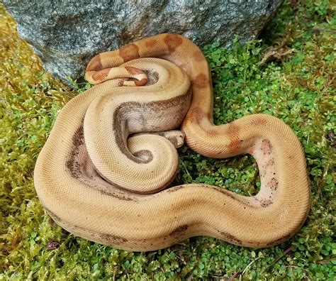 Hypo And Sunset Hog Island Boas Boa Constrictor by Snakemakers ...