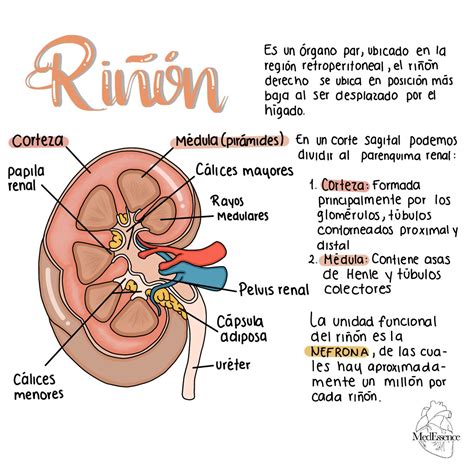 Anatomía del riñón in 2024 | Medical school art, Medical school stuff ...