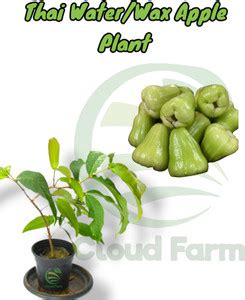 Cloud Farm Wax Apple Plant Price in India - Buy Cloud Farm Wax Apple ...