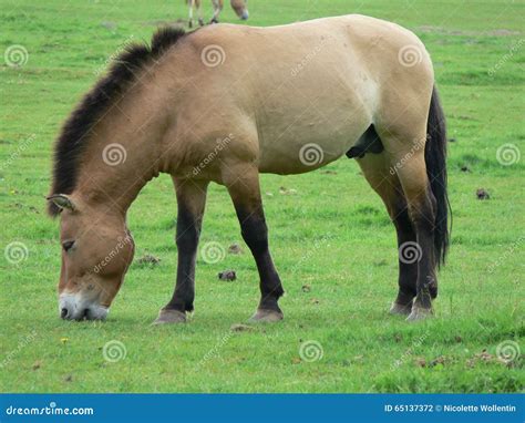 The Przewalski Horse, Also Takhi, Asian Wild Horse or Mongolian Wild ...