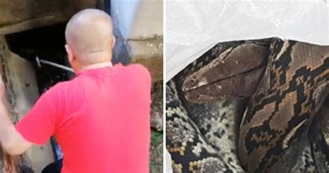 Image result for Someone Catching a Python