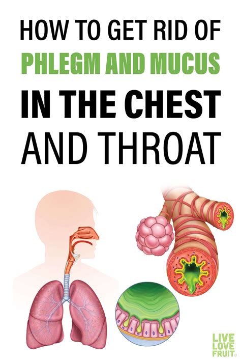 Mucus in chest – Artofit