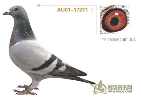 刚引进的信鸽大家评价一下，1451和1452帮忙看看公母-中国信鸽信息网相册