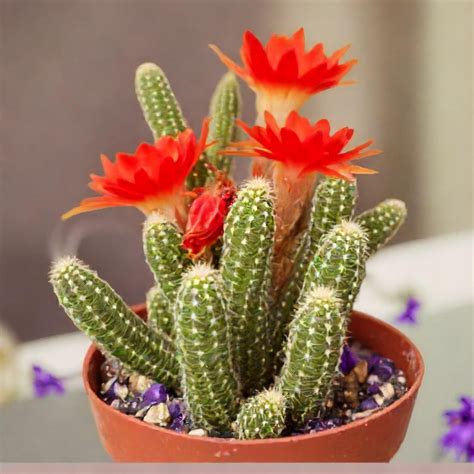 Echinopsis Chamaecereus Peanut Cactus – Nainital Succulents