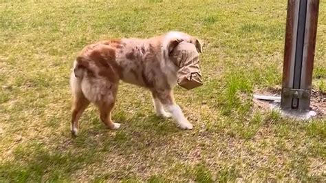 Sneaky dog steals owner's sandwich, gets caught with bag on head