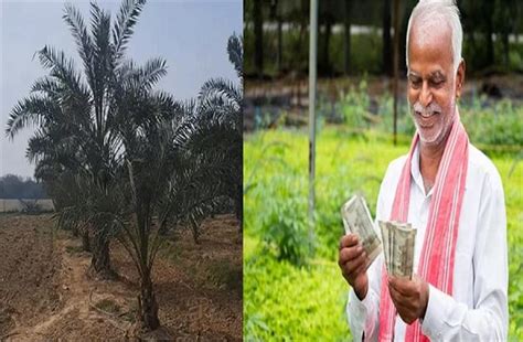 हरियाणा में दिखेंगे सऊदी अरब जैसे खेत, किसान होंगे मालामाल - farms like ...