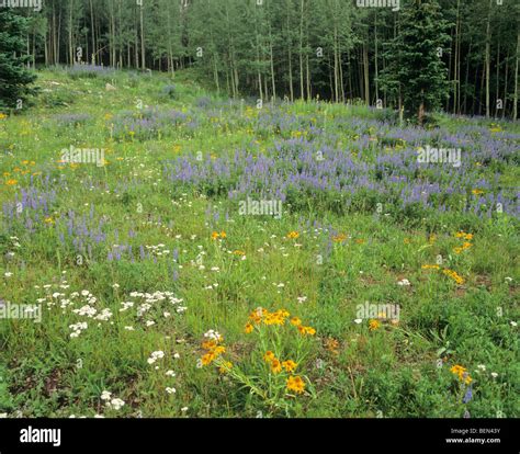 Wildflower meadow near Geyser Pass in La Sal Mountains, Manti-La Sal ...