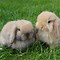 Image result for Holland Lop Rabbit Cute