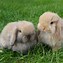 Image result for Mini Lop Rabbits as Pets