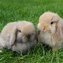 Image result for Litter of Mini Lops Bunnies