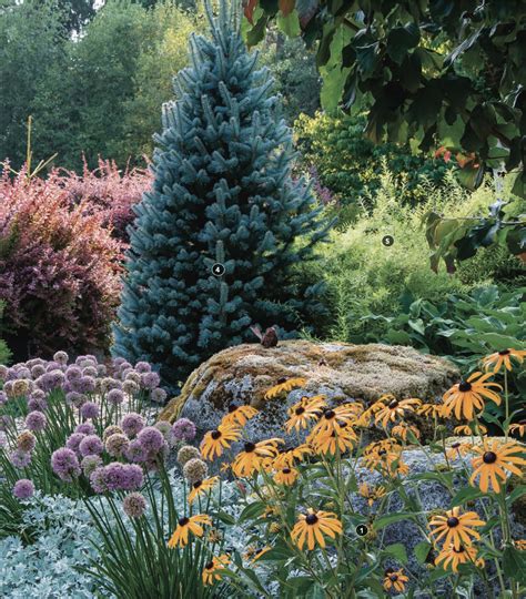 What Evergreen Shrubs Are Deer Resistant at Alexander Kitchen blog