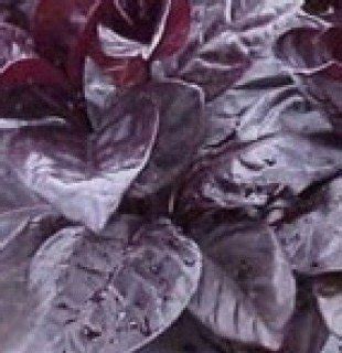 Plantsworld Eranthemum Black Live Plant : Amazon.in: Garden & Outdoors