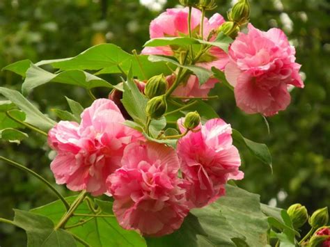 木槿、木芙蓉与扶桑_博物馆