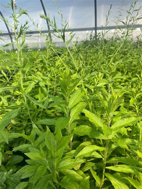 Solidago rugosa- Wrinkleleaf Goldenrod - Long Island Natives