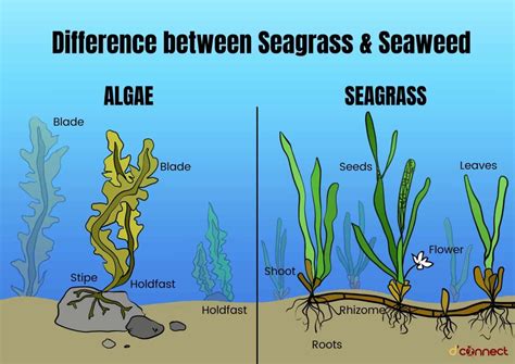 What is Seaweed and can it be our future food source | D'Connect