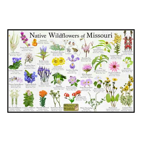 Native Wildflowers of Missouri / State Flower Field Guide Providing ...