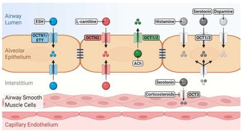 Organic Cation Transporters in the Lung—Current and Emerging (Patho ...