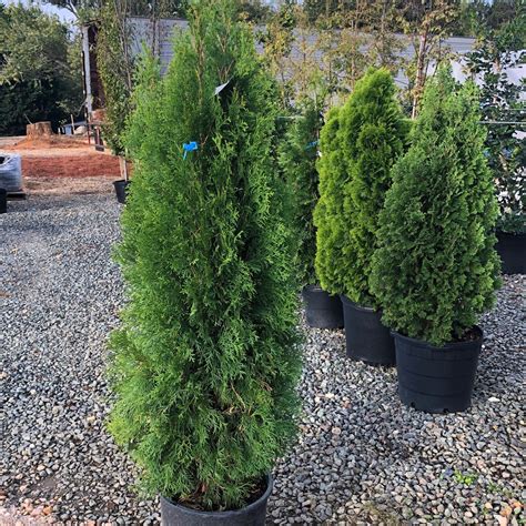 Emerald Green Arborvitae - 3 gallon container - Lots of Plants