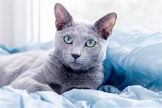 blue cats 5 things to about russian blue cats blue cats 5 things to about russian blue cats