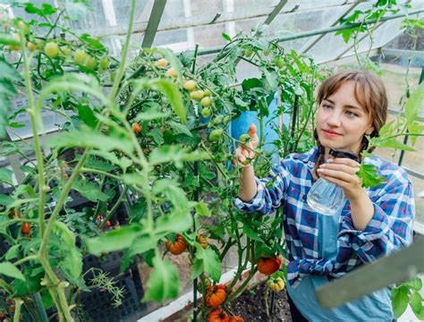 How to Use Baking Soda on Tomato Plants