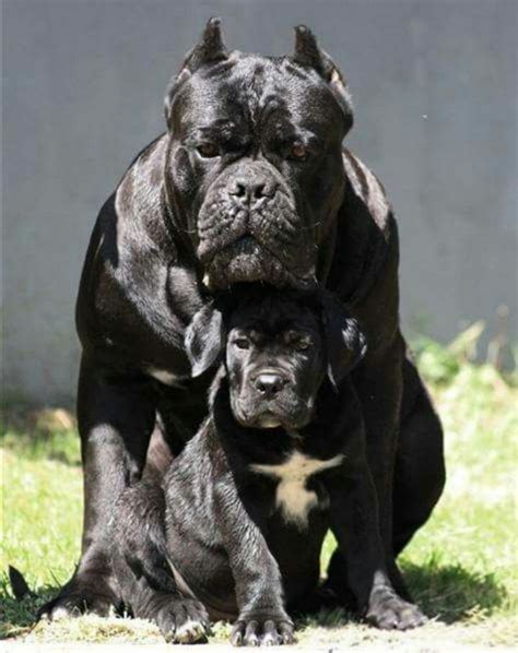 Cane Corso Puppies / Dogs For Sale in Nigeria | $350,000