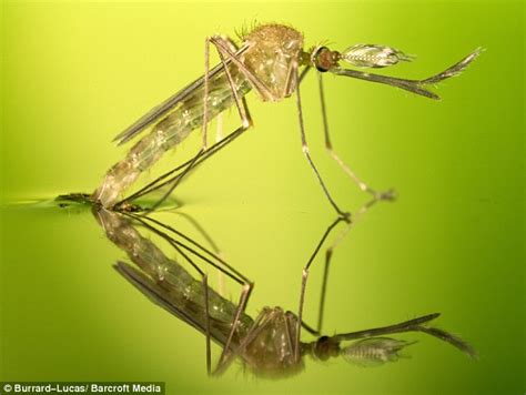 蚊子一生是如何度过的，以及最后是如何死亡的？_蚊蝇-虫虫战队