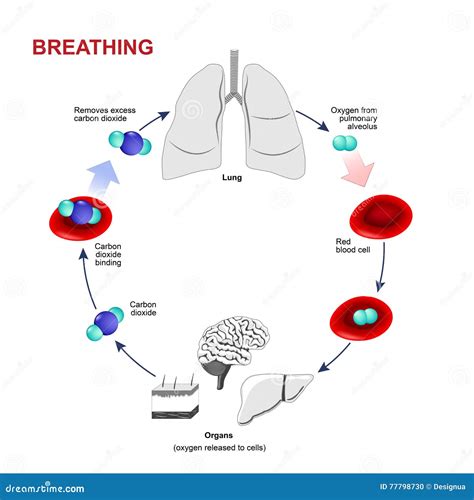 Human Cellular Respiration Diagram