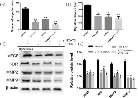 TTF1, in the Form of Nanoparticles, Inhibits Angiogenesis, Cell ...