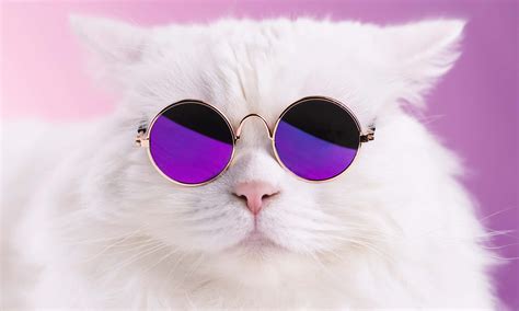 Cute Cat Sunglasses Meme